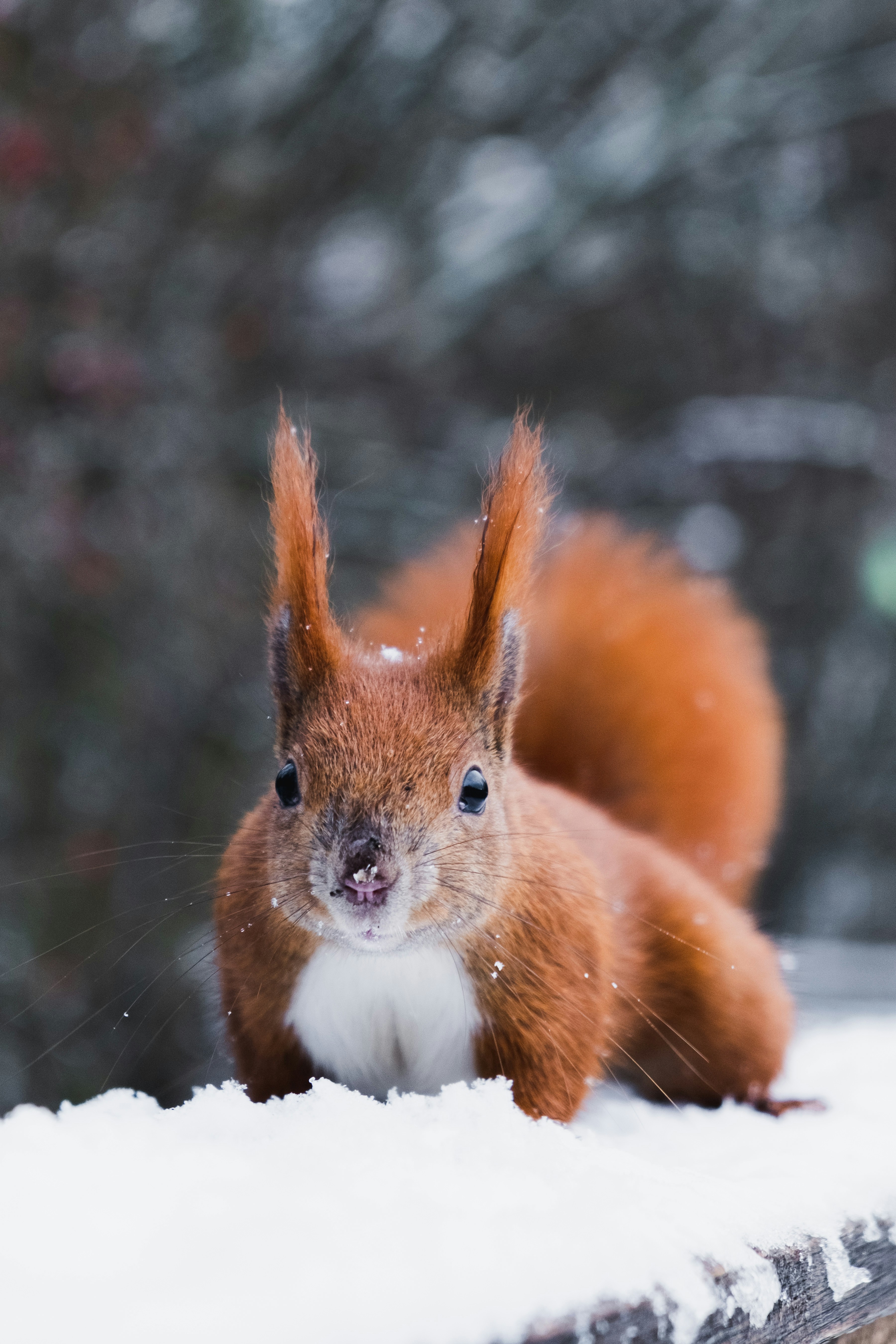 a red squirrel